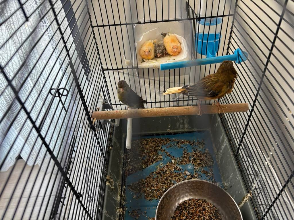 Canaries van 26, Enlèvement ou Envoi