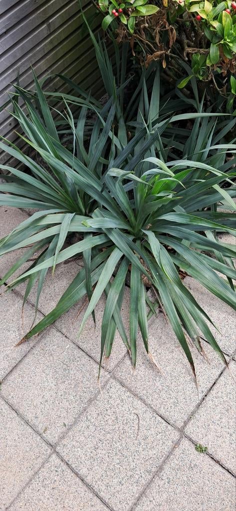 Yucca winterhard, Tuin en Terras, Planten | Tuinplanten, Ophalen, Vaste plant, Varens