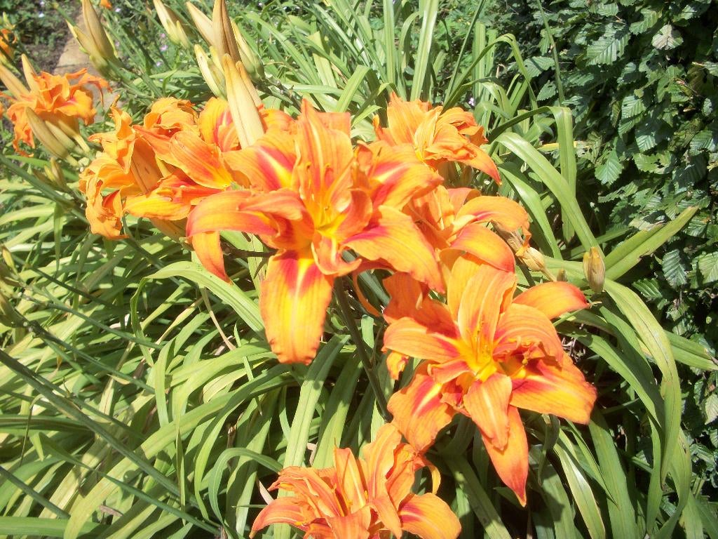 Hemerocallis 'Fulva Kwanso Plena' en andere Hemerocallissen, Autres espèces, Plein soleil, Été, Enlèvement