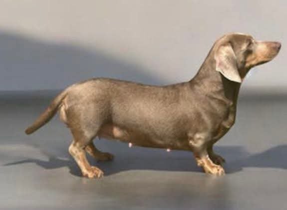 Adoptiegezinnetje gezocht kaninchen/dwergteckel teefje, Animaux & Accessoires, 1 à 2 ans, Maladie de Carré (chiens), Poils courts