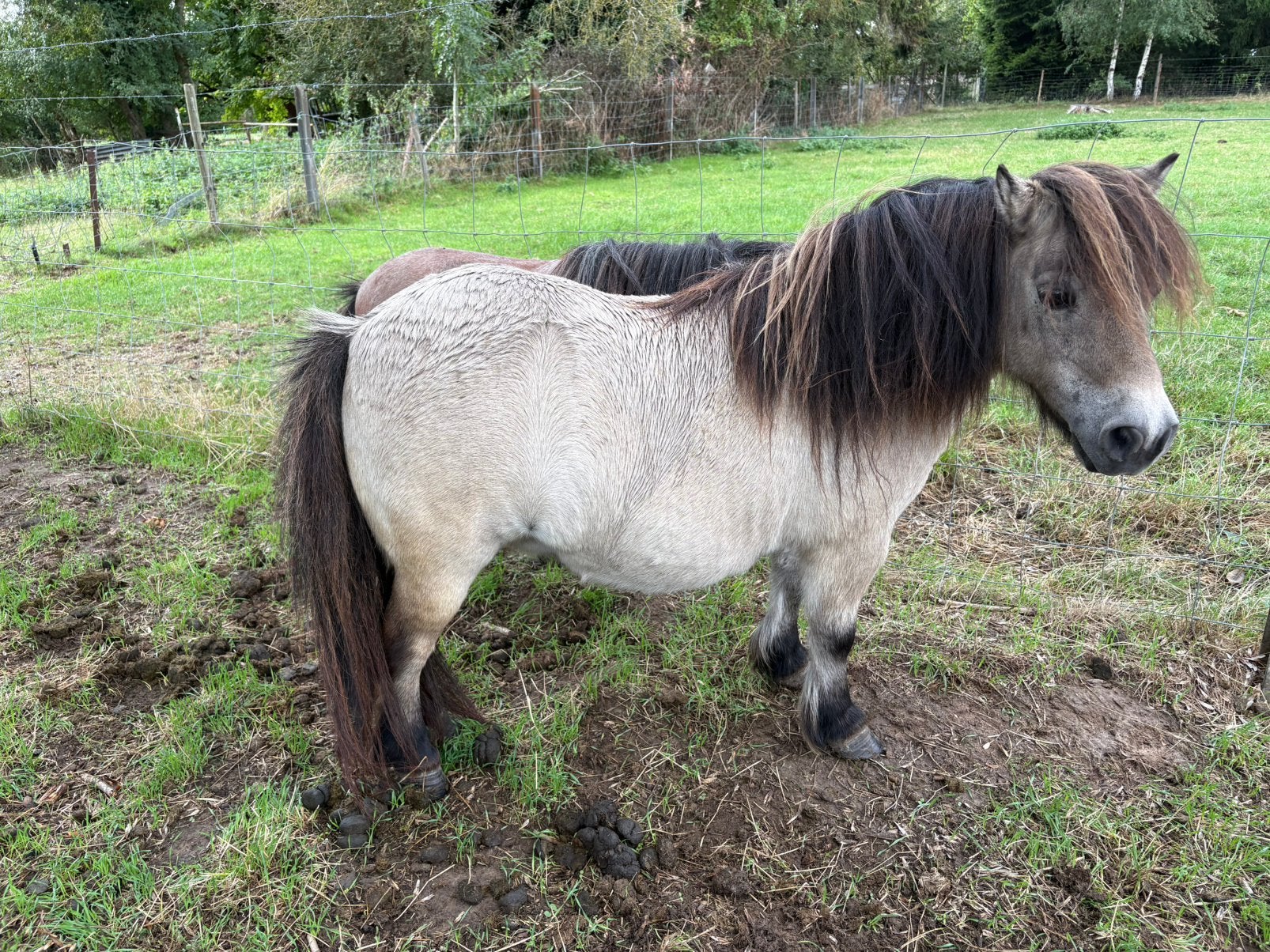 2 petits poneys shetland, Enlèvement