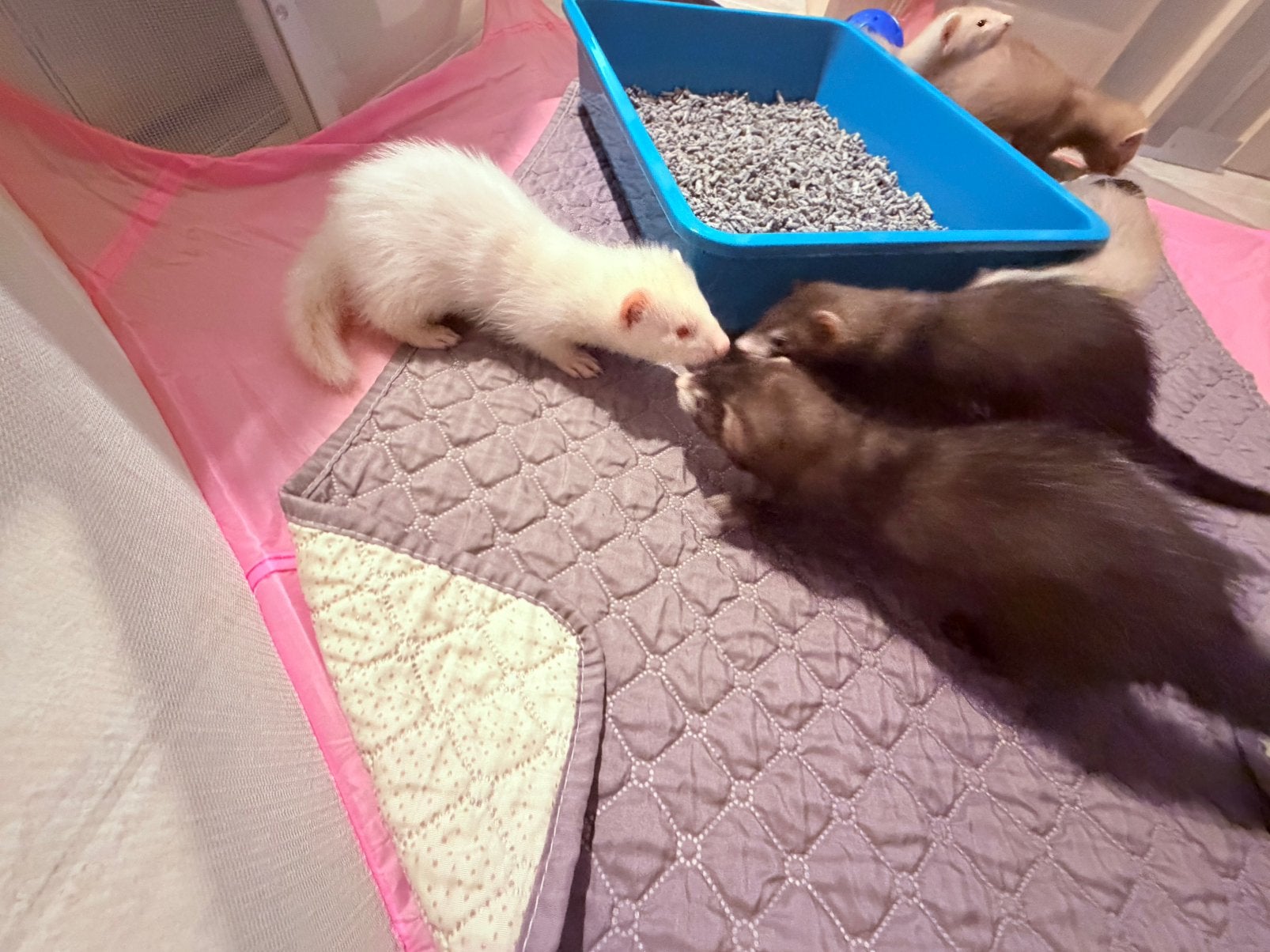Super lief albino fretten rammetje pup, Animaux & Accessoires, Animaux Autre, Juin, Mâle