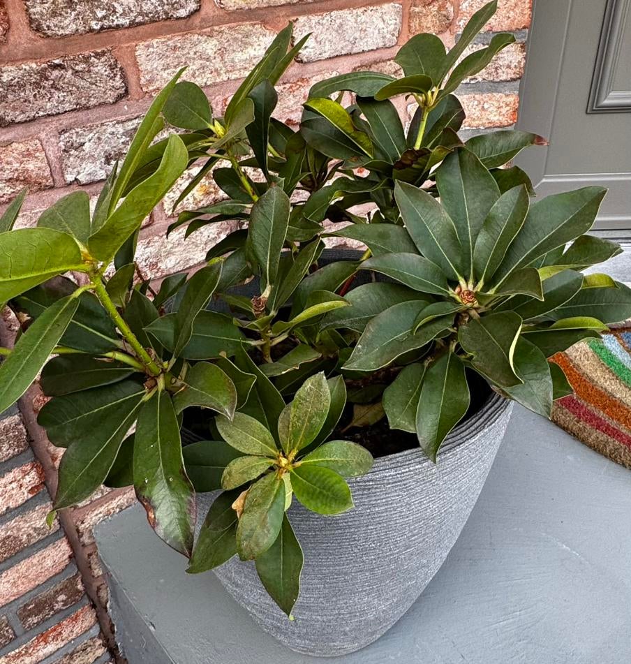 Rhododendron, Ophalen
