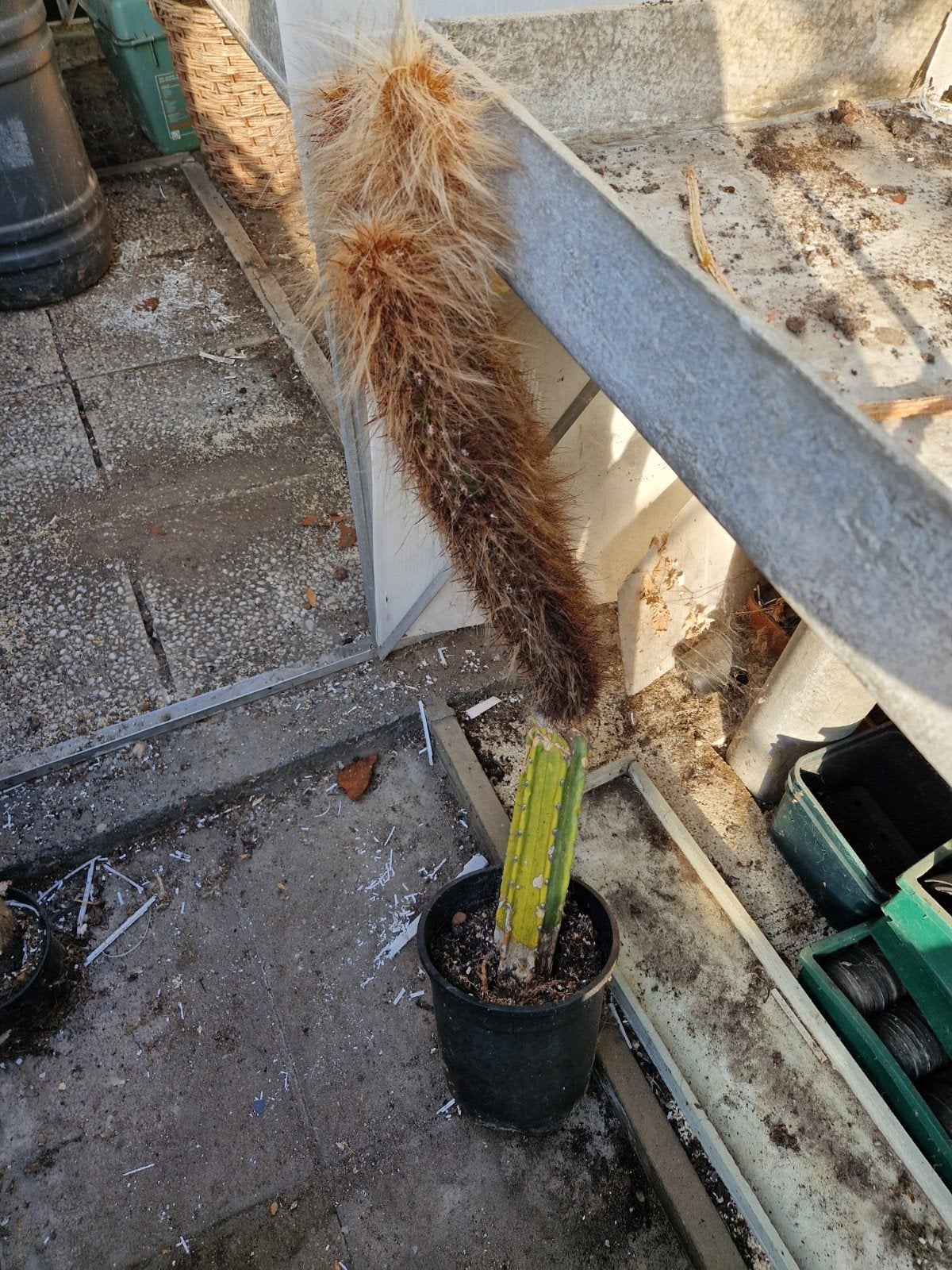 Cactussen, Huis en Inrichting, Kamerplanten, Ophalen
