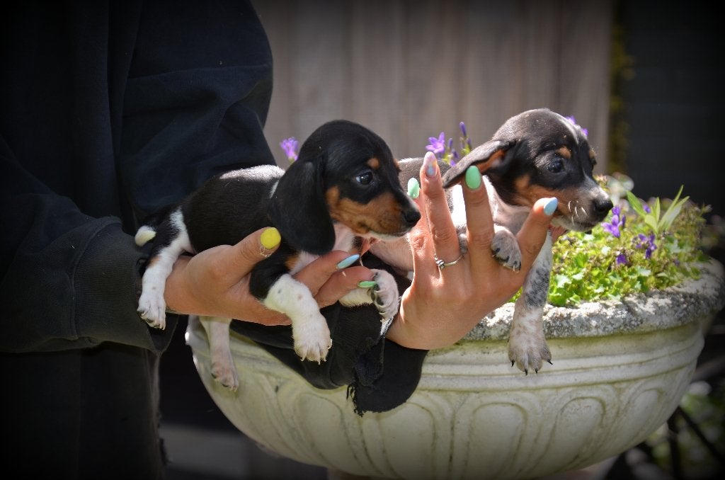 Chiots teckel canins, Animaux & Accessoires, Chiens | Teckels & Bassets, Plusieurs animaux, Poils courts, Caniches, Éleveur | Professionnel
