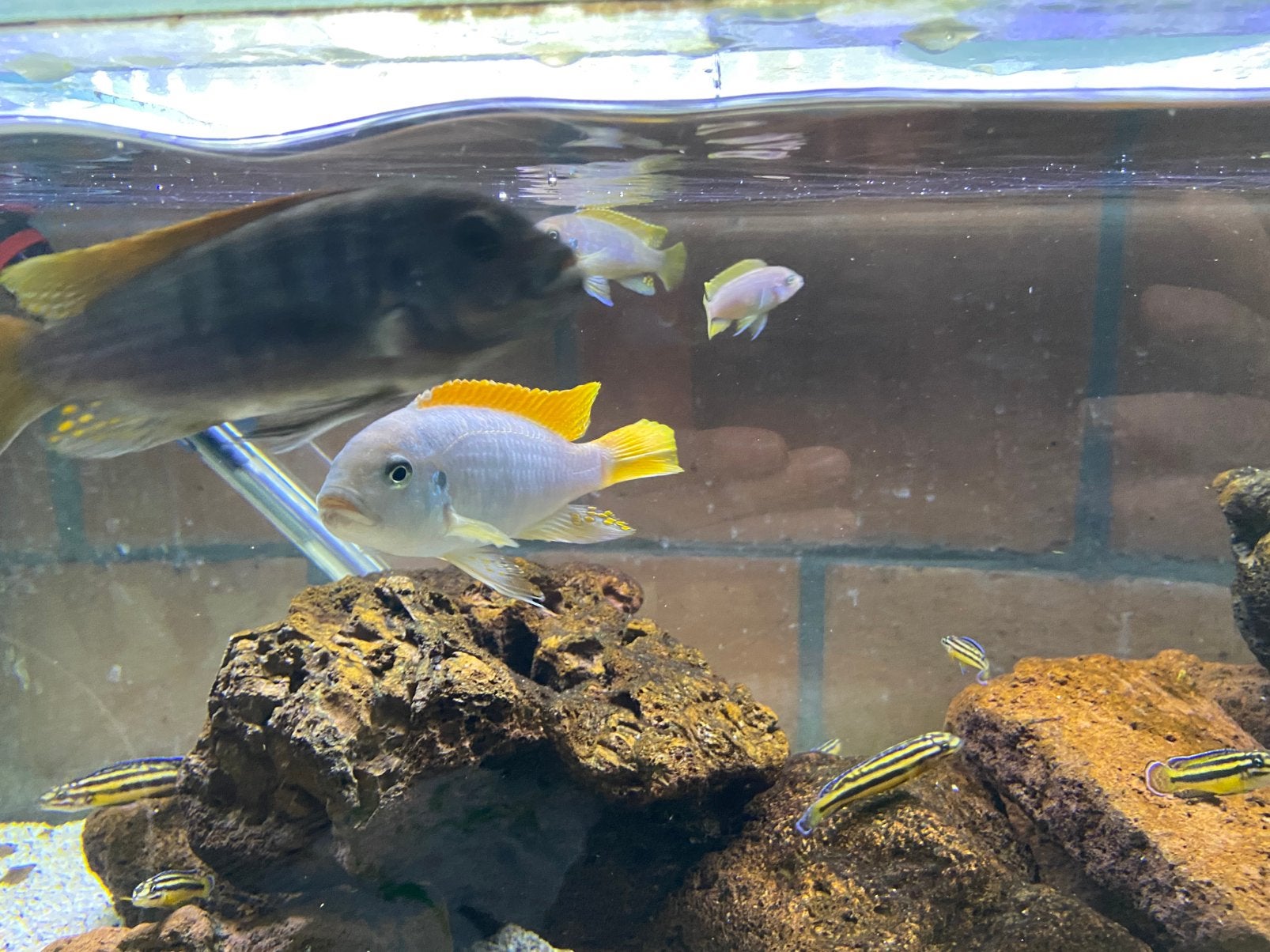 Metriaclima greshekai Malawi cichlide, Dieren en Toebehoren, Vis, Zoetwatervis, Schoolvis