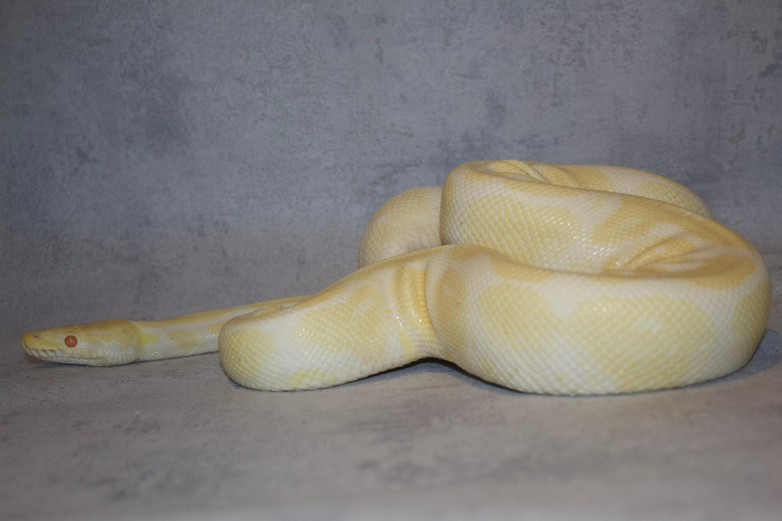 0.1 Albino / Yellow Belly, Animaux & Accessoires, Serpent, Domestique, 0 à 2 ans