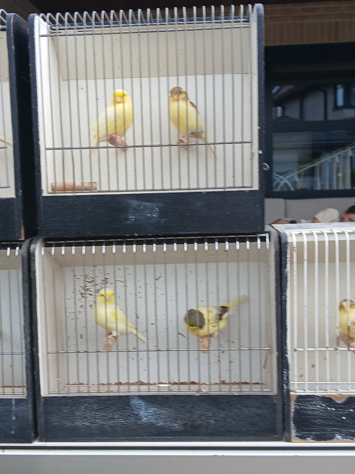 glosters, Dieren en Toebehoren, Vogels | Kanaries