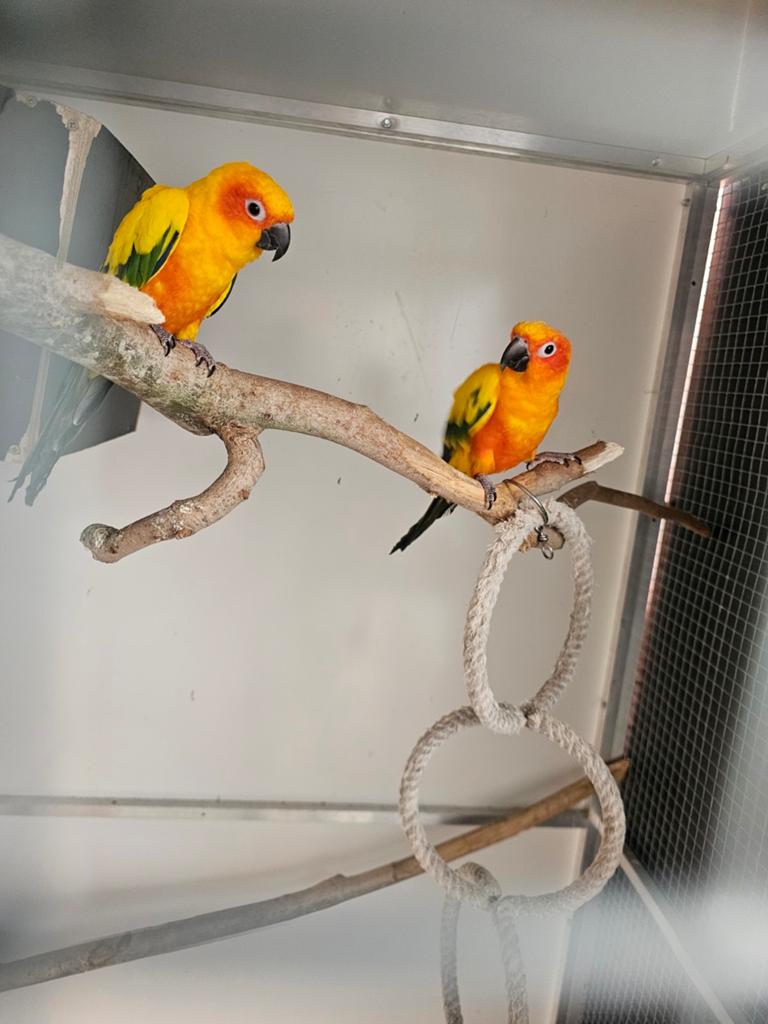 COUPLE Conures soleil