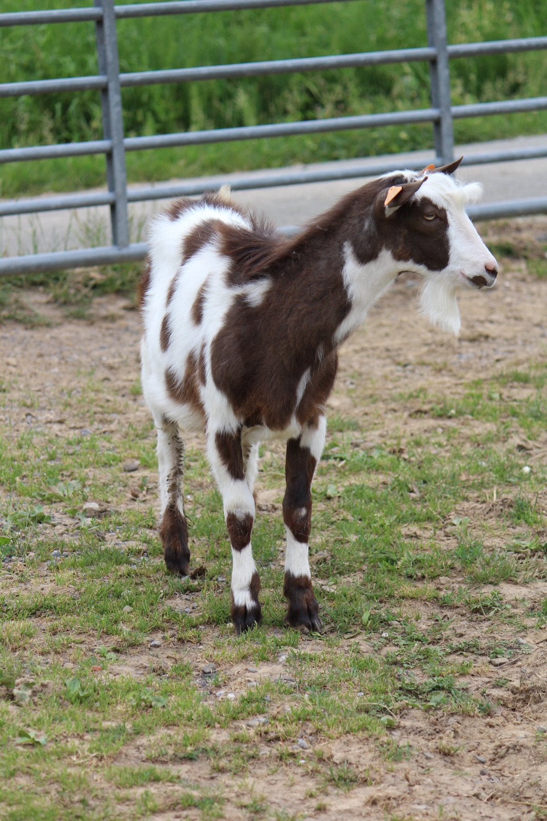 Chocobonte bok, Dieren en Toebehoren, Schapen, Geiten en Varkens, Geit, Mannelijk, 0 tot 2 jaar
