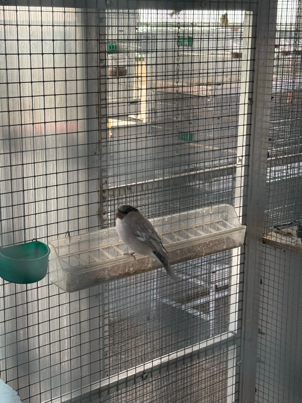Bouvreuils ponceau, Femelle, Oiseau chanteur sauvage, Domestique