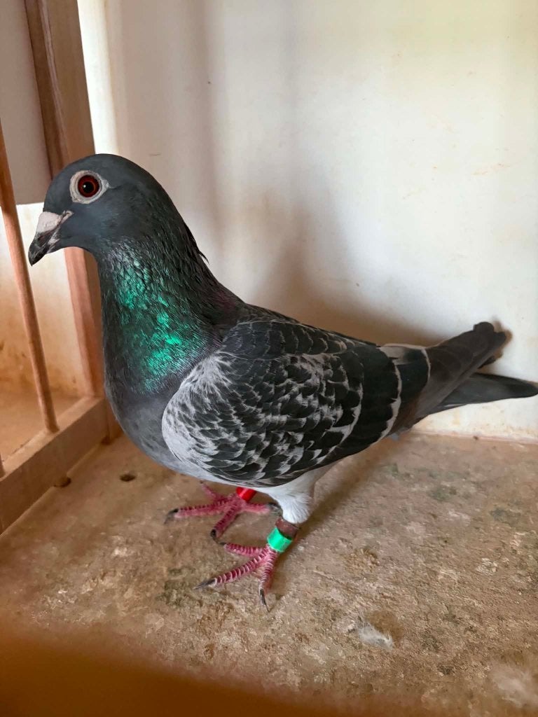 Duiven, Meerdere dieren, Postduif