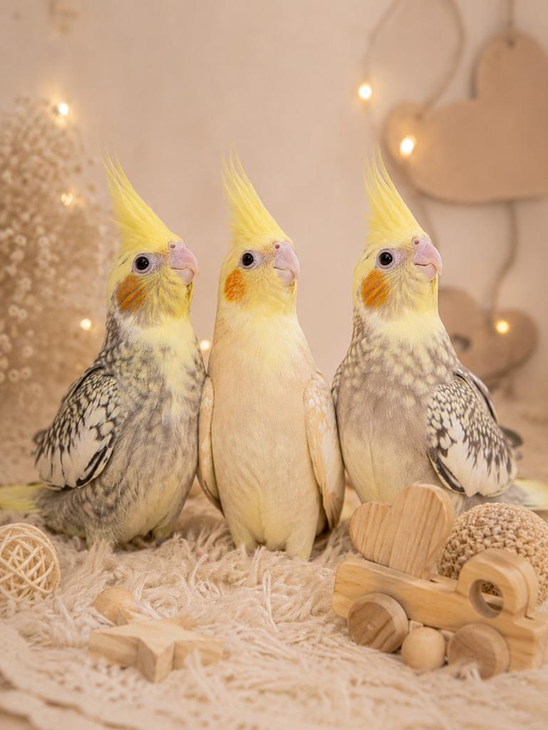 Calopsittes, Animaux & Accessoires, Enlèvement