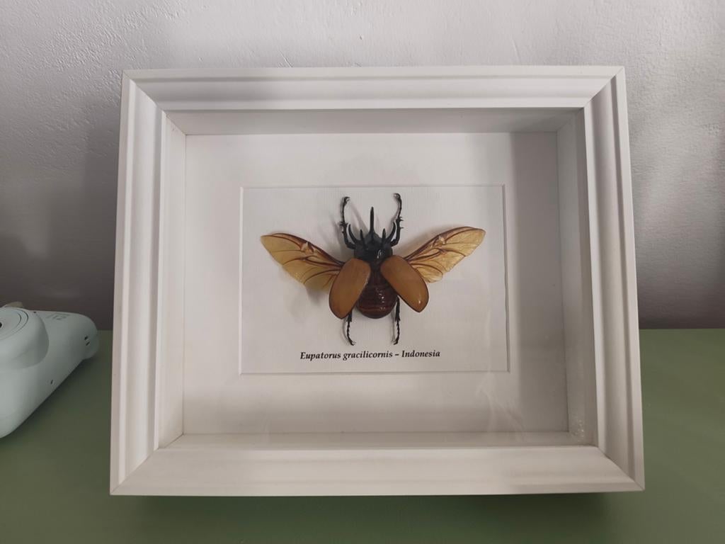Scarabée rhinocéros dans un cadre en bois : Eupatorus gracil, Enlèvement
