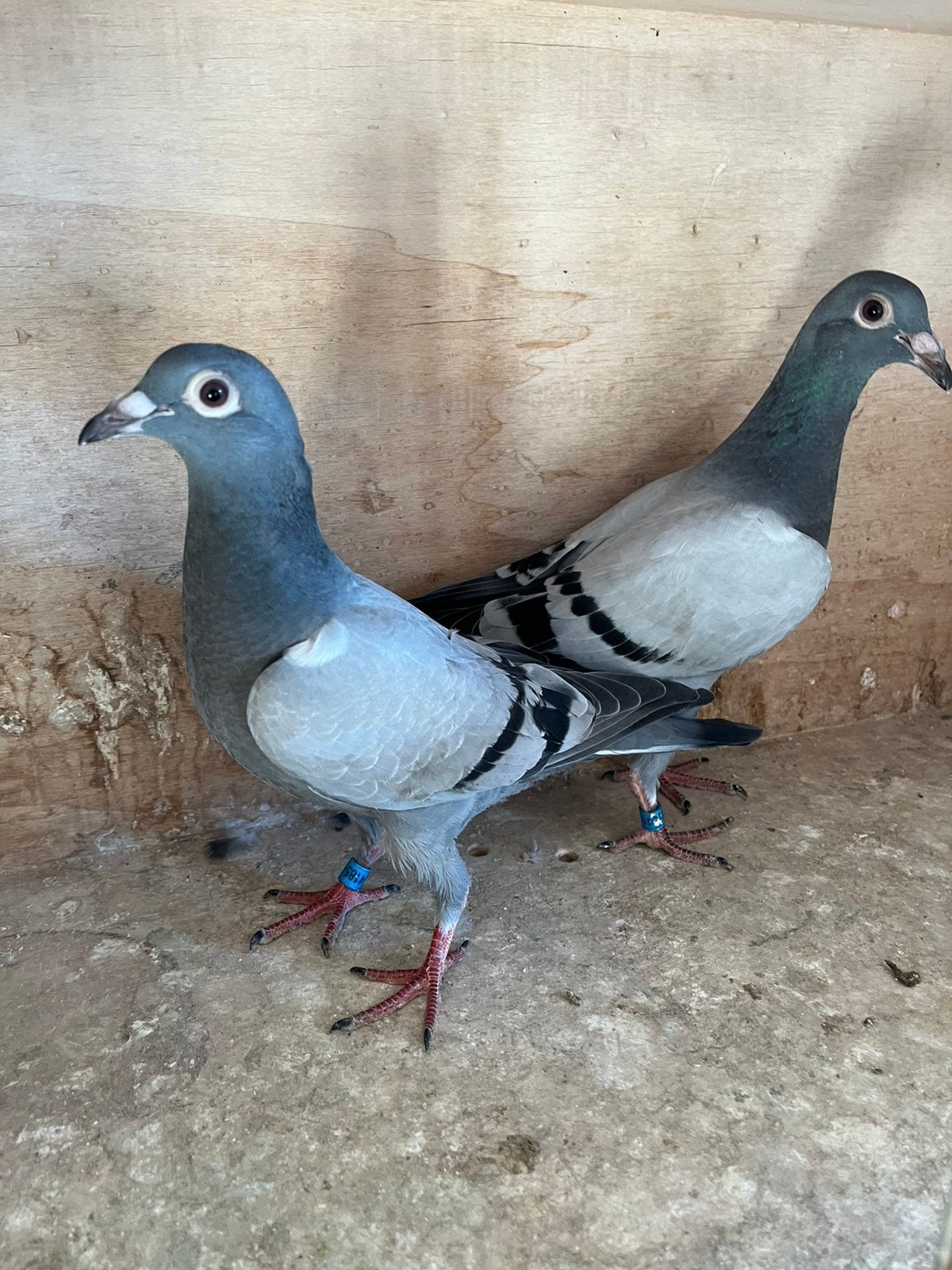 Koppel blauwe duivenjongen Fond), Dieren en Toebehoren