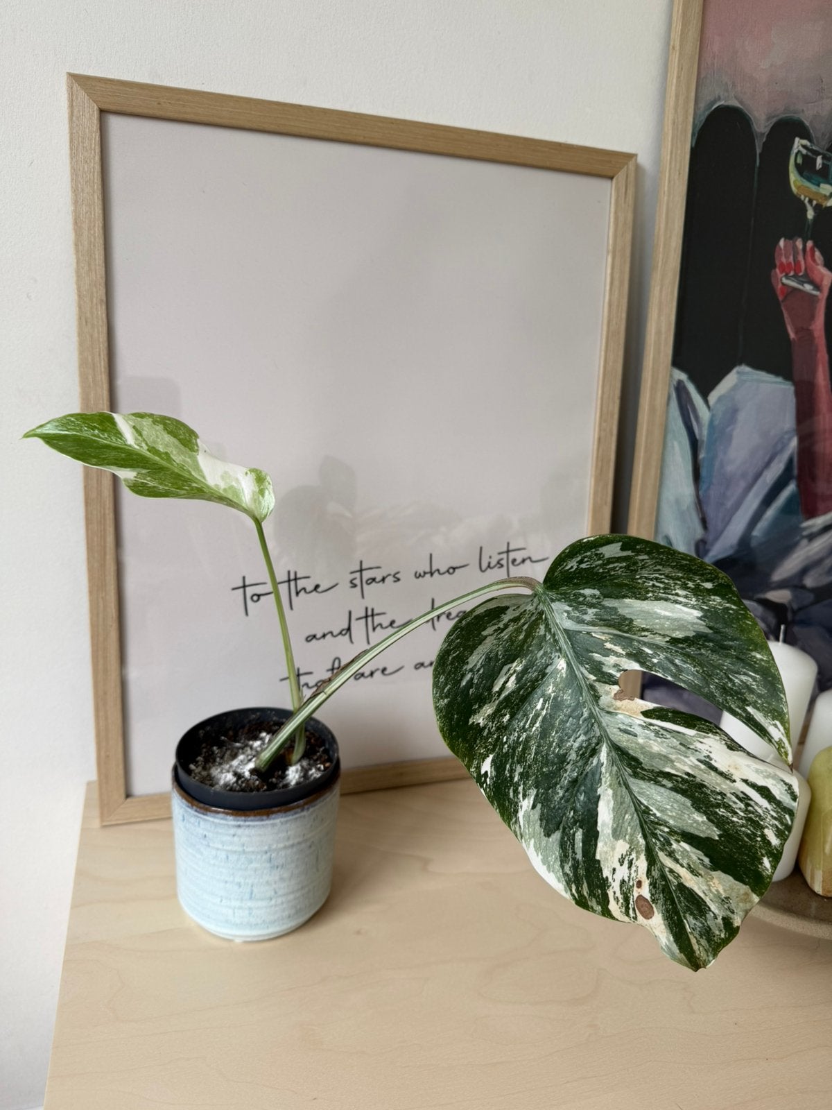 Monstera deliciosa variegata albo, Huis en Inrichting, Kamerplanten, Ophalen