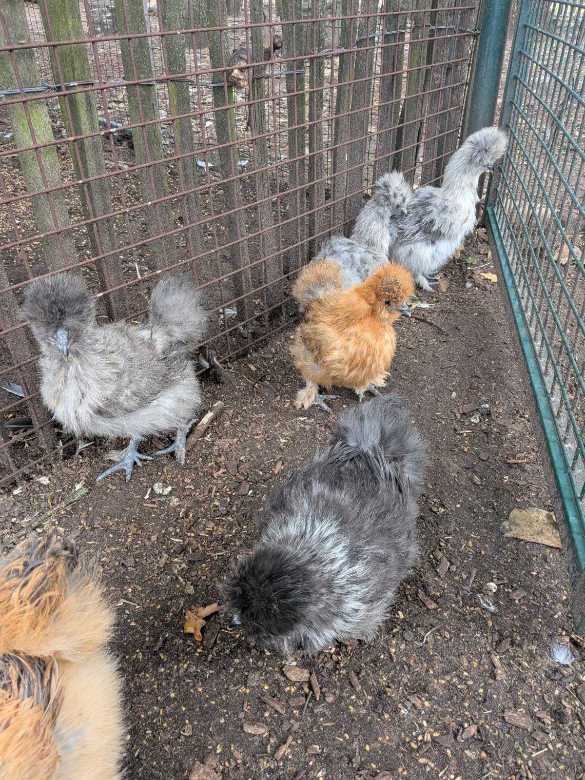 prachtige zijdehoentjes, Dieren en Toebehoren