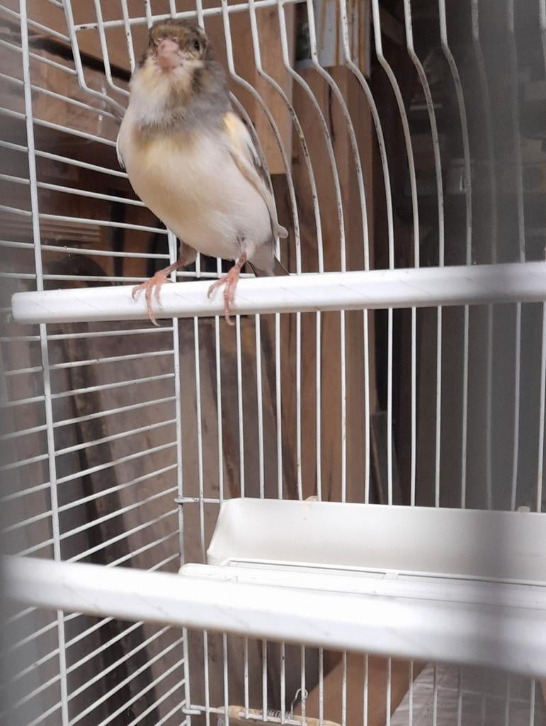 Kanarie, Dieren en Toebehoren