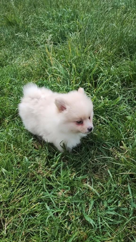 Poméranie, Belgique, Un chien, Hépatite contagieuse (maladie de Rubarth), Chienne