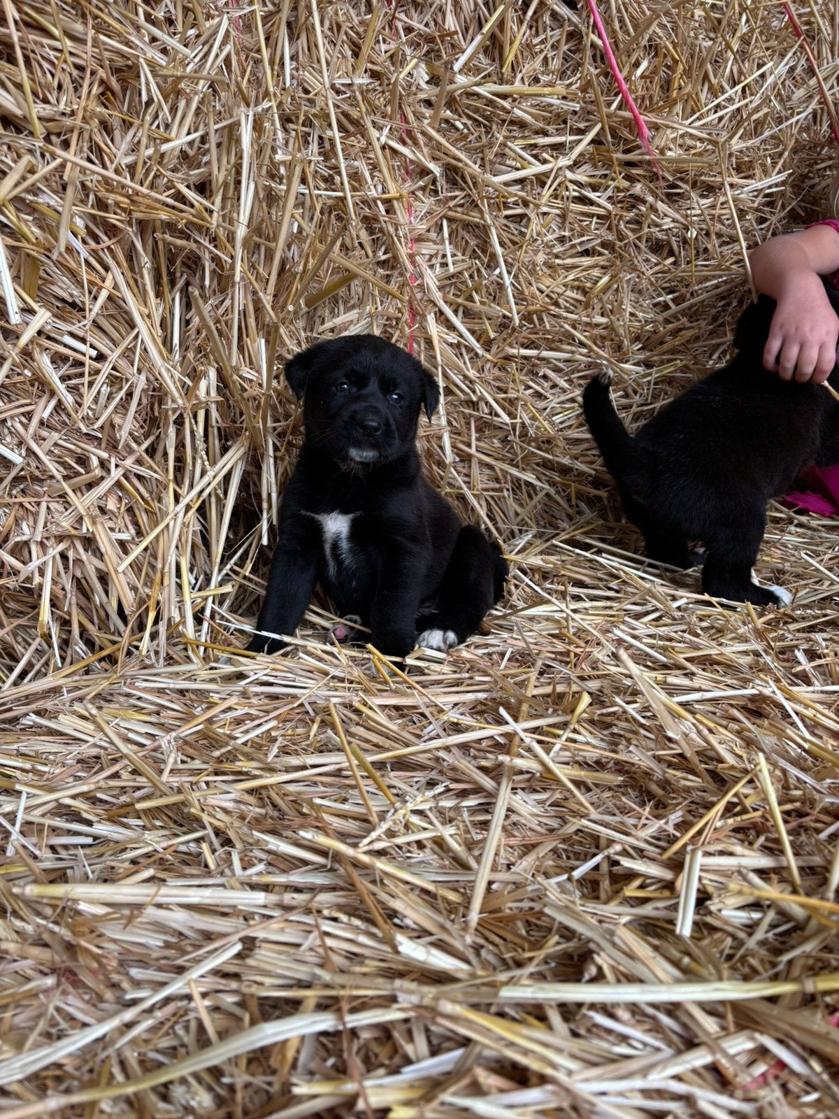 Labrador met akita, België, Overige rassen, CDV (hondenziekte), 8 tot 15 weken