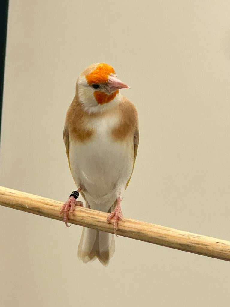 Putter Parva pop brune pastel, Animaux & Accessoires, Oiseaux | Oiseaux Autre, Femelle, Oiseau chanteur sauvage, Bagué