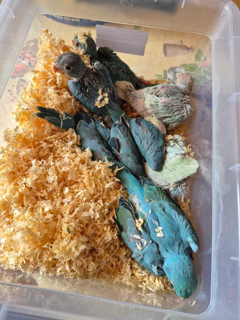 Vogels, Dieren en Toebehoren