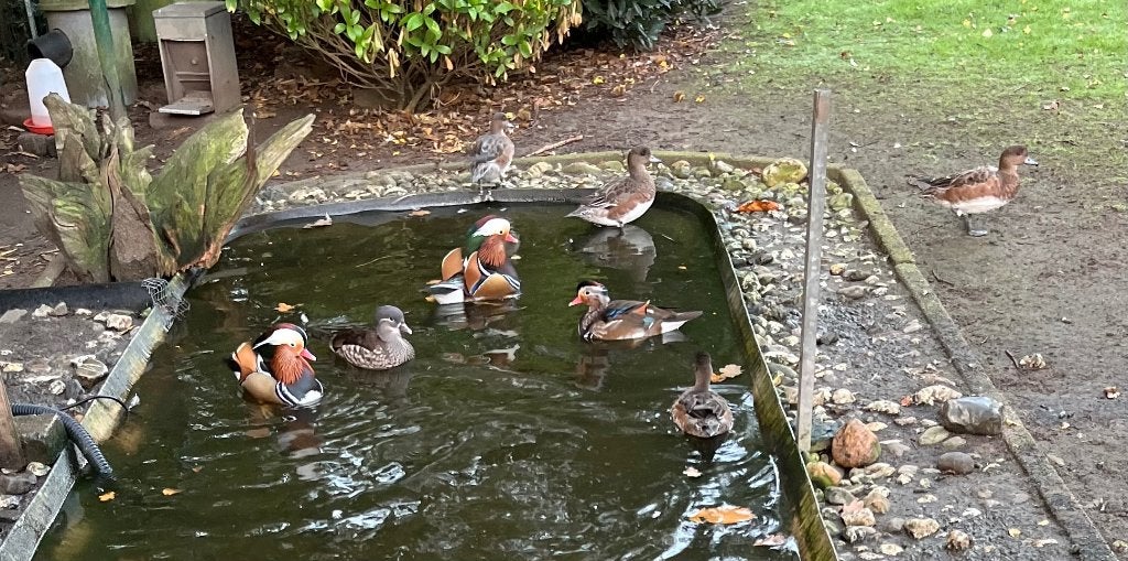 mandarijneenden siereenden, Meerdere dieren, Eend