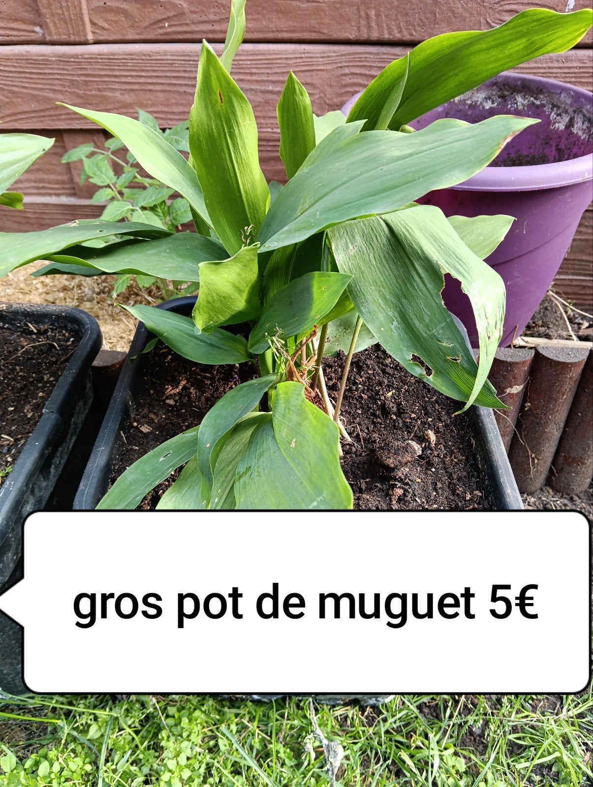 Muguet, Enlèvement