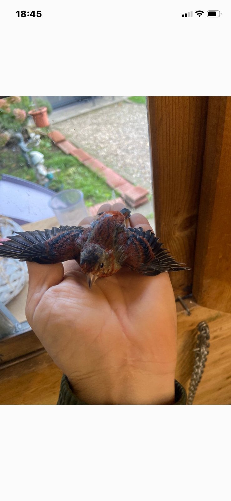 Kruiser kapoetsen sijs x kanarie man, Geslacht onbekend, Wildzangvogel, Geringd