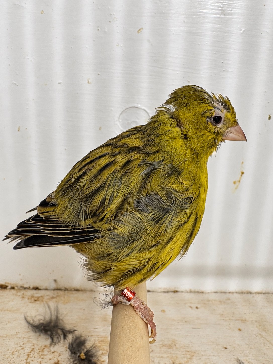 Fife Fancy pop 2024 te koop, Dieren en Toebehoren
