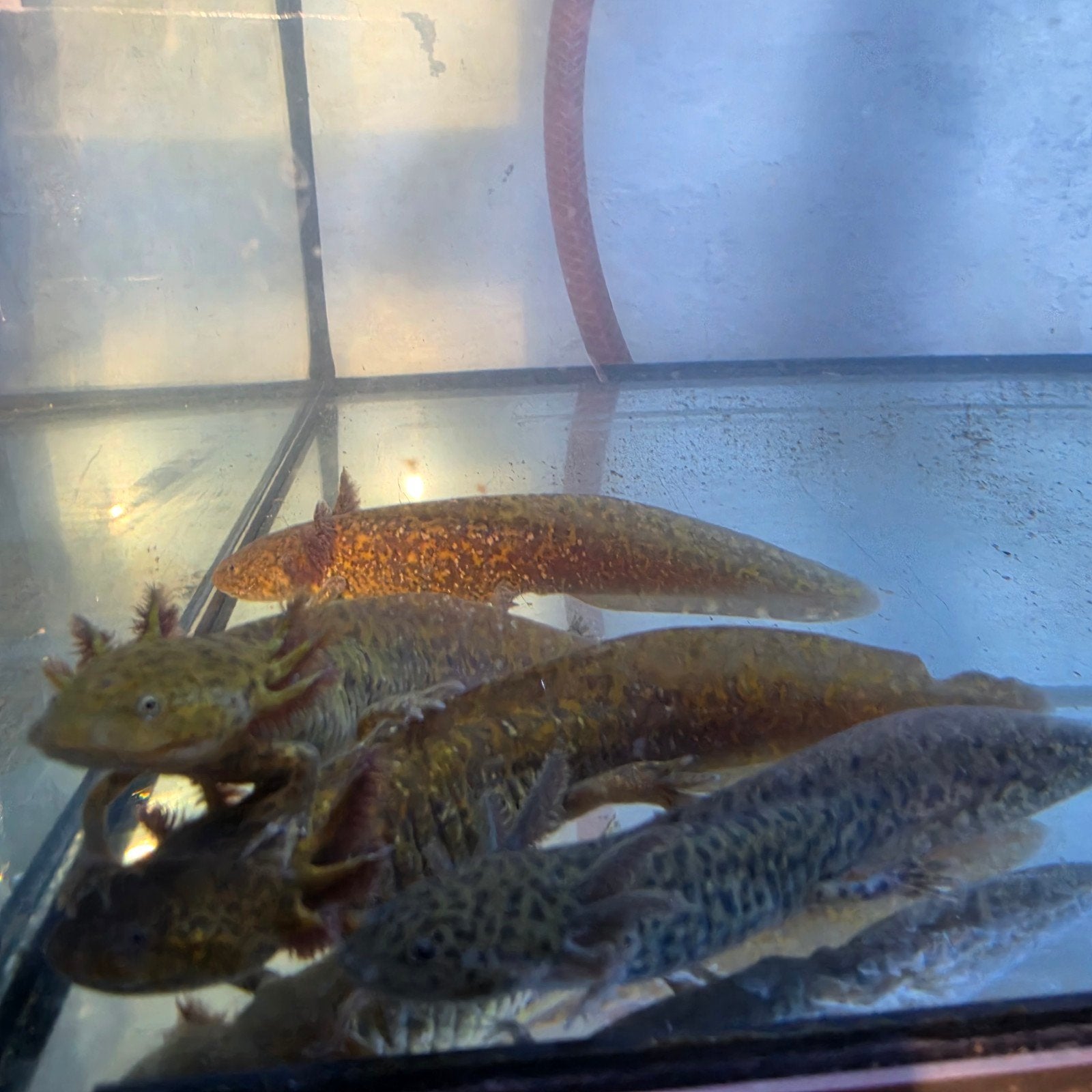 axolotls