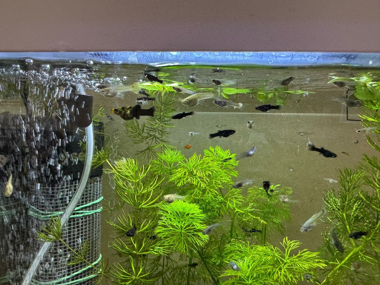 Verschillende soorten vis baby's - eigen kweek, Dieren en Toebehoren, Vissen | Aquariumvissen, Vis, Zoetwatervis