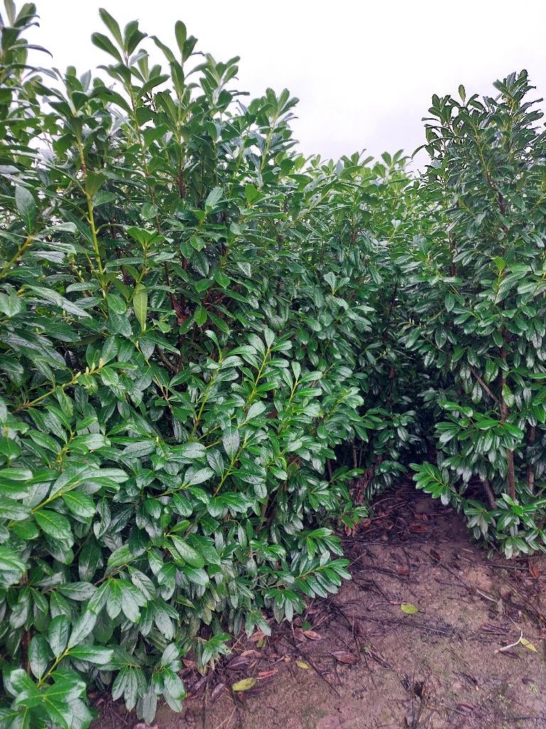 Grandes plantes de haies de laurier-cerise, Enlèvement, Laurier, Haie, 250 cm ou plus