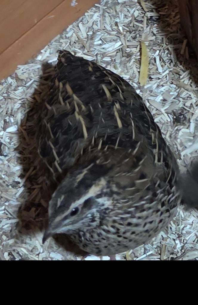 Japanse Kwartel Hanen, Dieren en Toebehoren, Pluimvee | Toebehoren, Ophalen