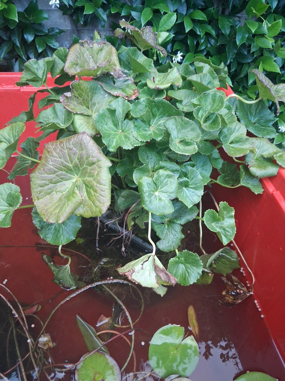 Vijverplanten, Ophalen