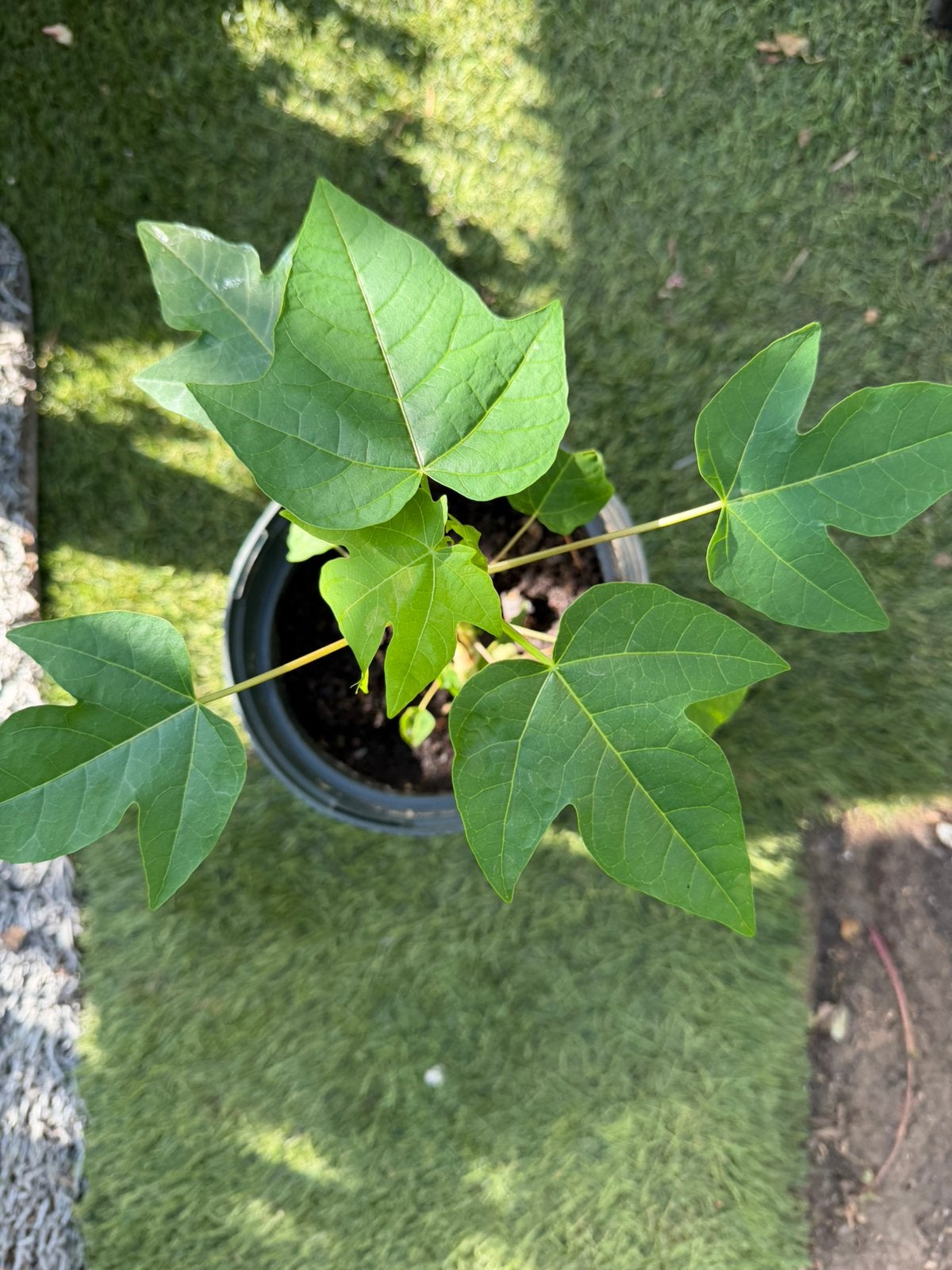Papaya, Ophalen
