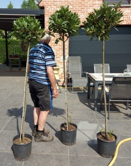 Keukenlaurierboompjes, Jardin & Terrasse, Plantes | Arbustes & Haies, Enlèvement, Laurier, Arbuste, 100 à 250 cm