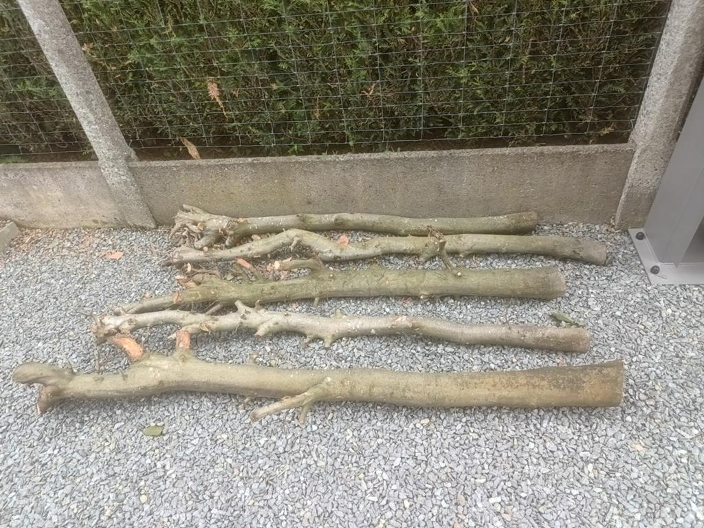 5 rondins de bois dur, de hêtre/bois de chauffage, Enlèvement