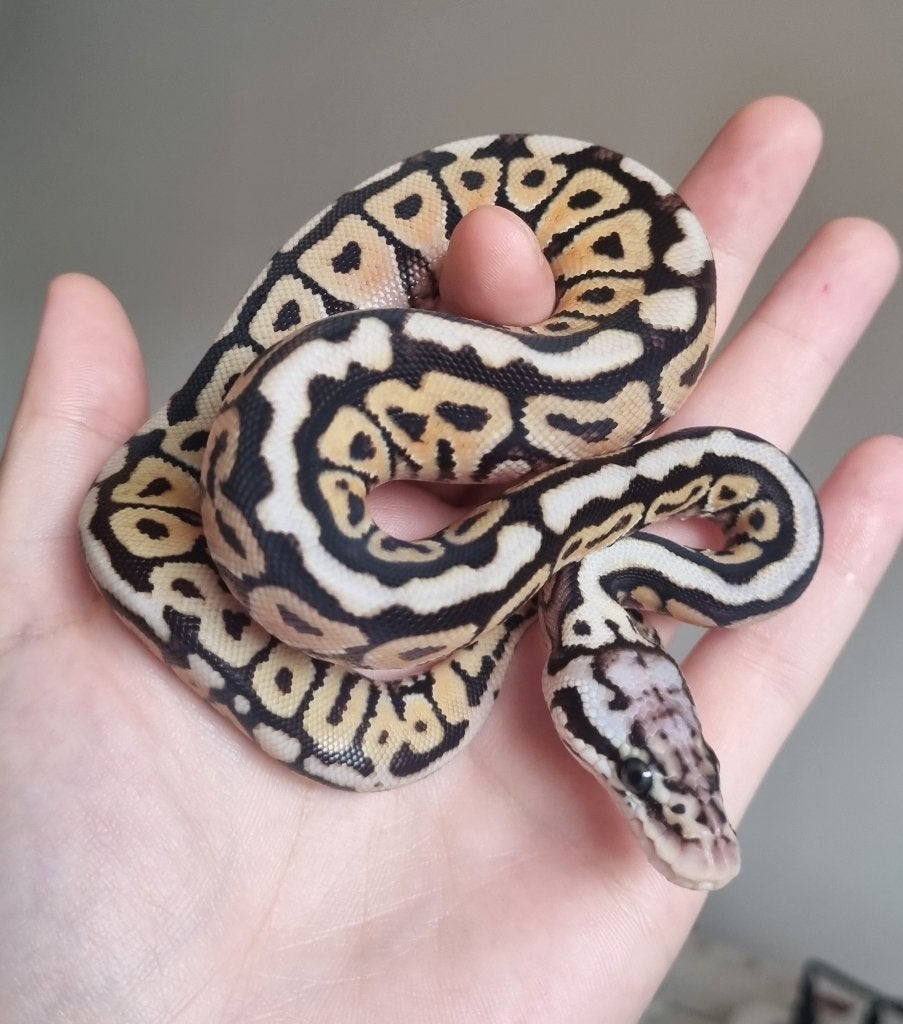 0.1 special spotnose pastel het clown koningspython, Dieren en Toebehoren