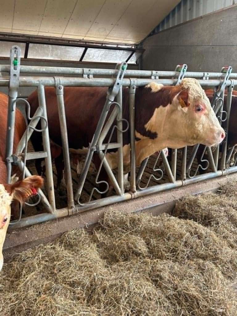 Hereford dekstieren met stamboek, Dieren en Toebehoren, Runderen, Mannelijk, 0 tot 2 jaar