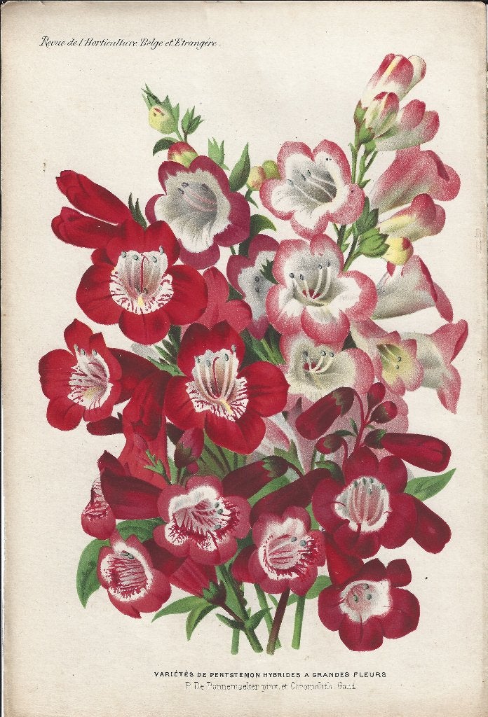 Antieke botanische chromolithografie 1900-1912, Natuur, Gebruikt, Ophalen of Verzenden, Voor 1940