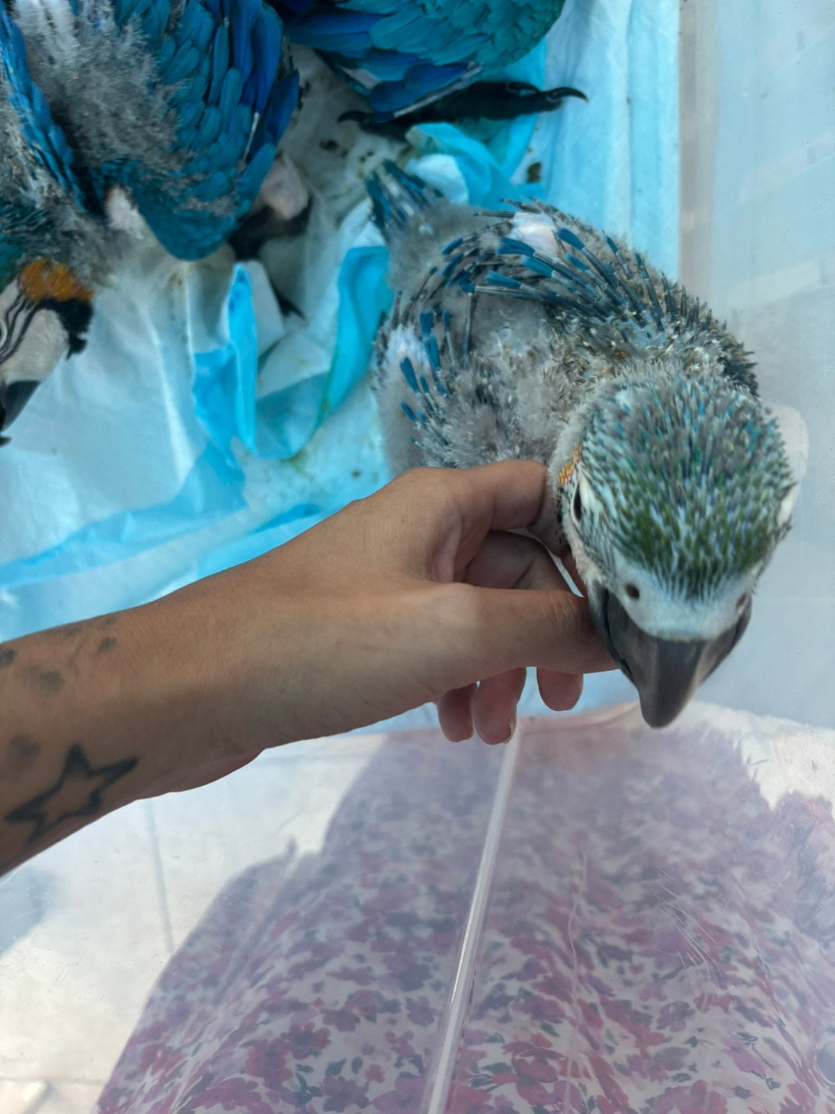 Blauwgele ara tam met DNA, Dieren en Toebehoren