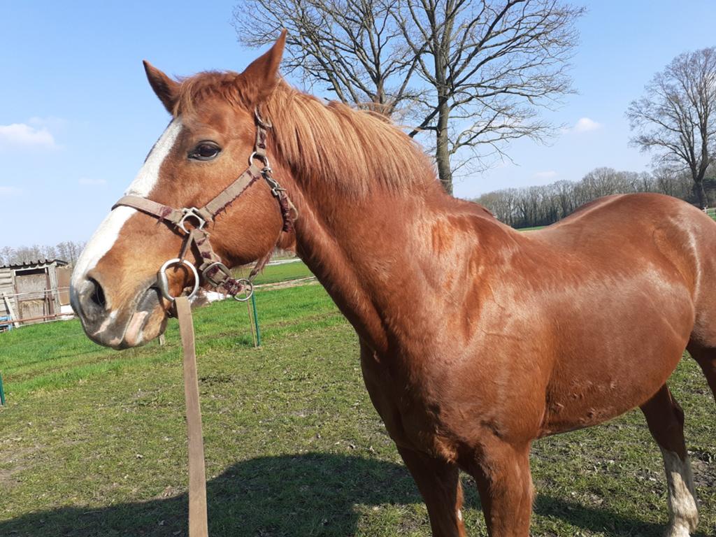 Wandel- en dressuurpaard, Dieren en Toebehoren, Ruin, Dressuurpaard