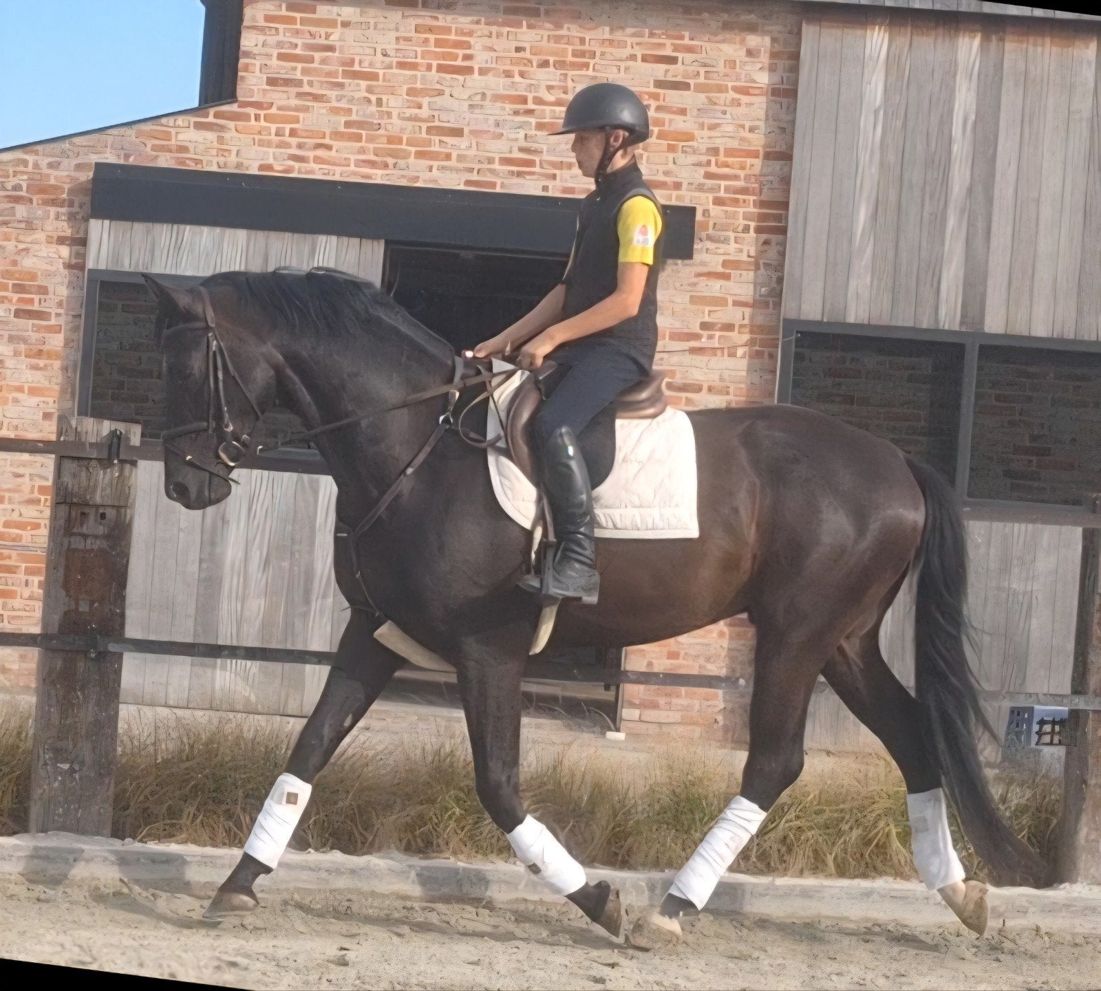 5 jarige ruin uit Sandro Hit x Ferro, B, 170 à 175 cm, 3 à 6 ans, Hongre