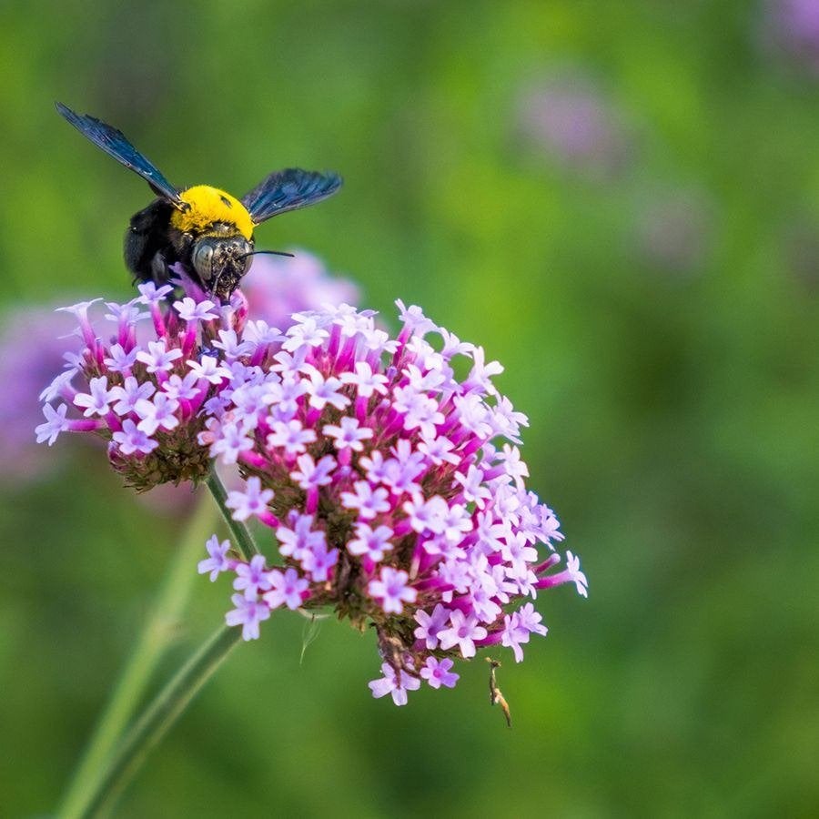 Verbena bonariensis, Ophalen, Vaste plant, Volle zon