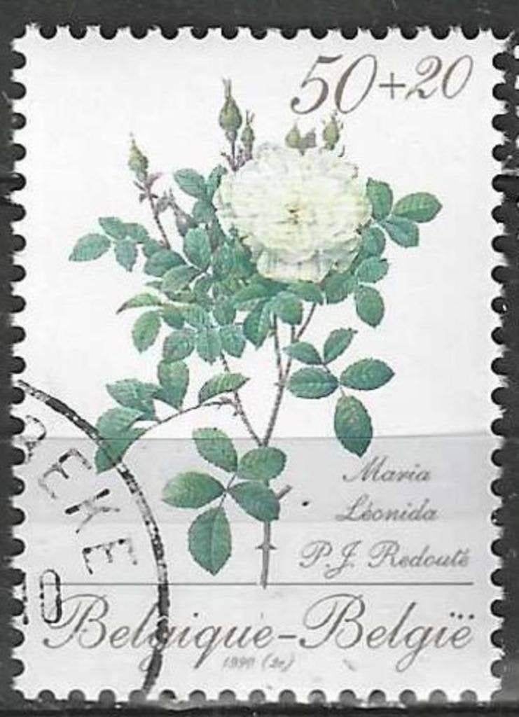 Belgie 1990 - Yvert/OBP 2356 - Flora - Rozen. (ST), Verzenden, Gestempeld, Gestempeld