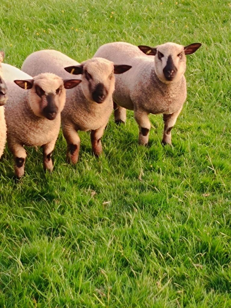 Schapen