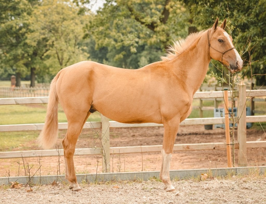 Akhal Teke Ruin zoekt nieuwe thuis, Dieren en Toebehoren, Paarden, Met stamboom, Ruin, Zadelmak, 7 tot 10 jaar