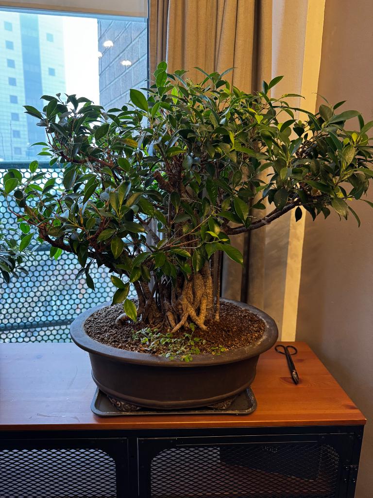 Bonsai, Ophalen, Bonsai