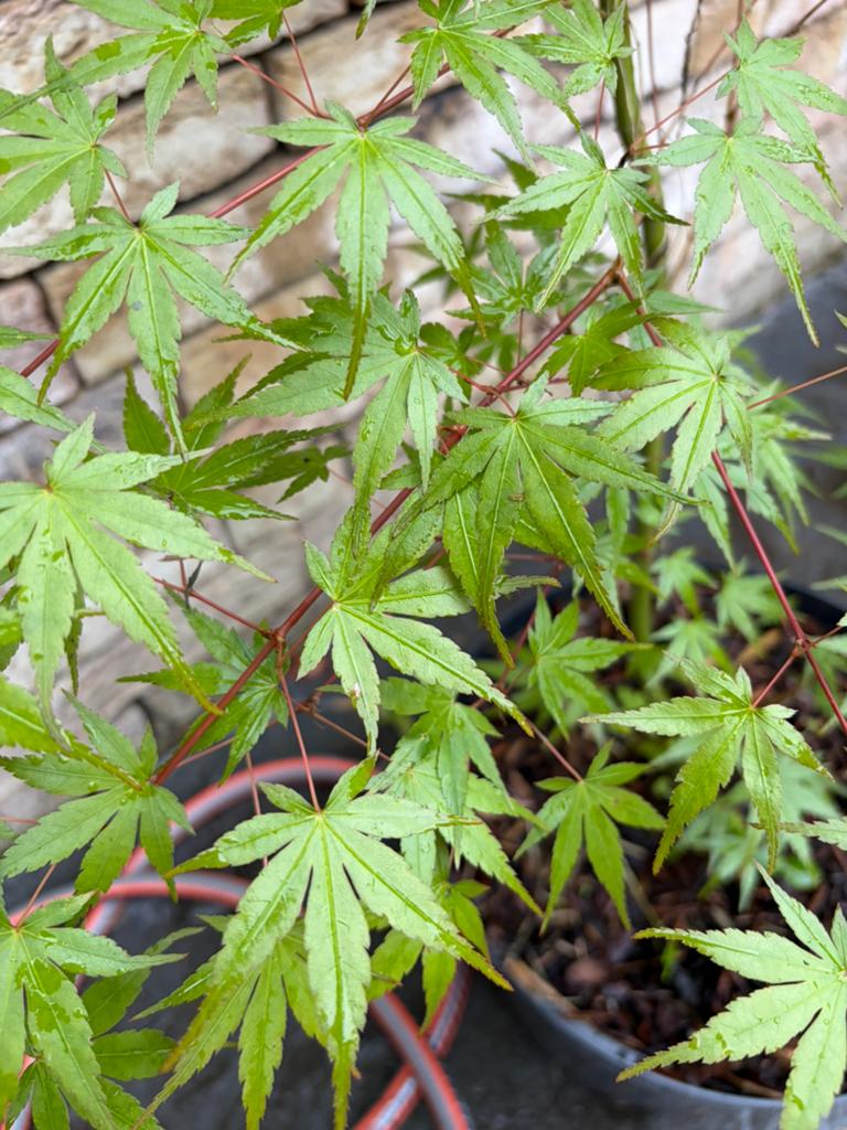 Acer palmatum, japanse esdoorn (groen), Tuin en Terras, Ophalen